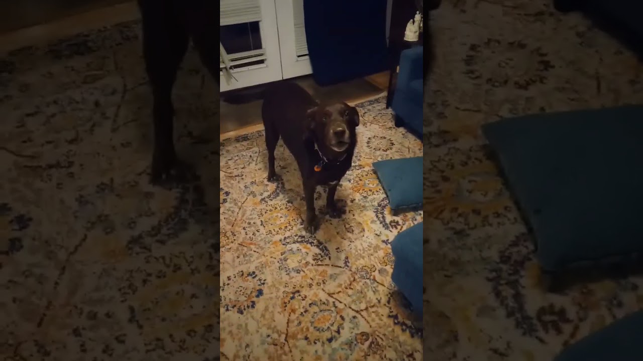 Racist dog