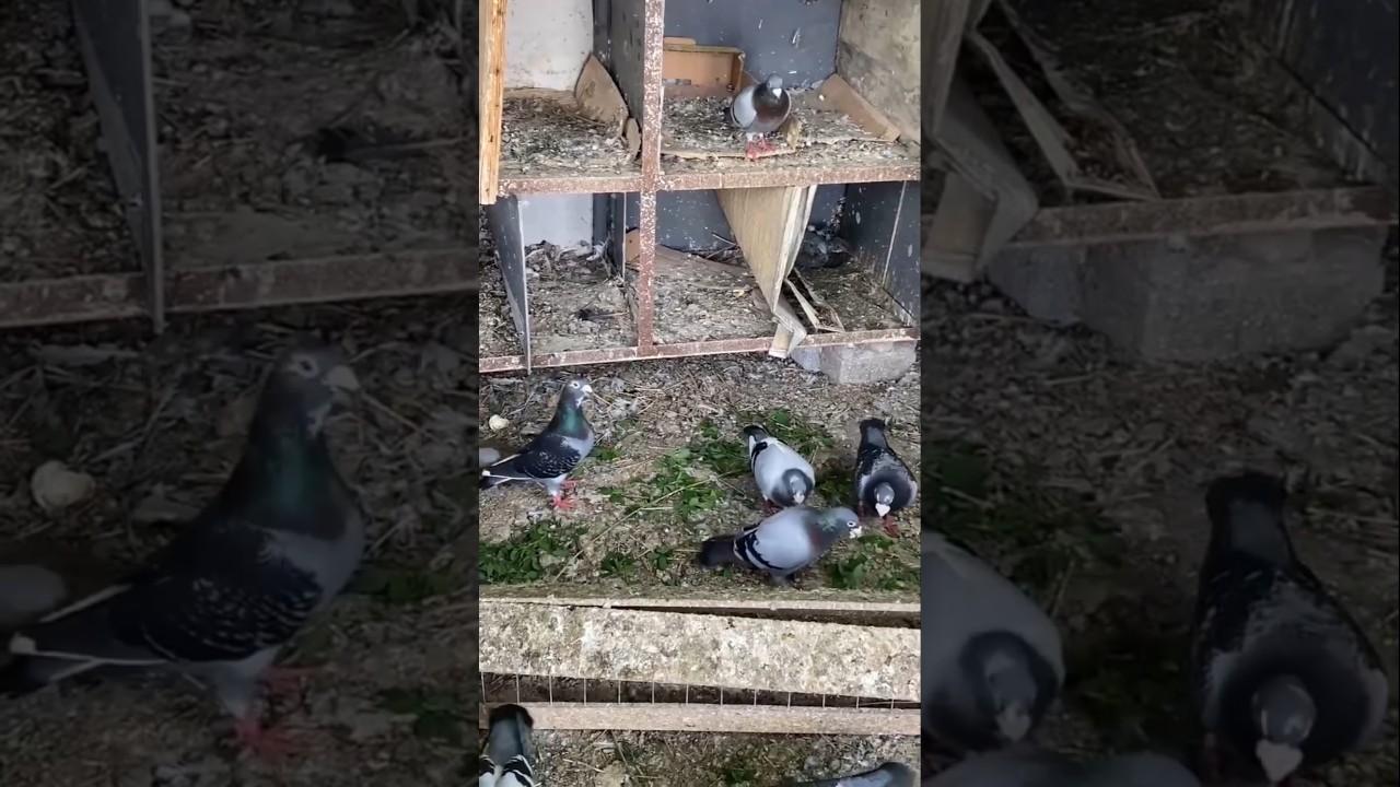 Raising pigeons on a well-organized farm #shorts #pigeon