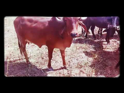 Rajasthan Gir Cow  Devliya 9001686298