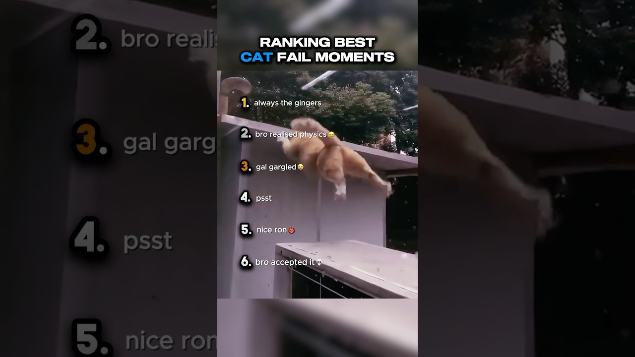 Ranking Best CAT Fail Moments 😂🐈‍⬛ #shorts #funnycats
