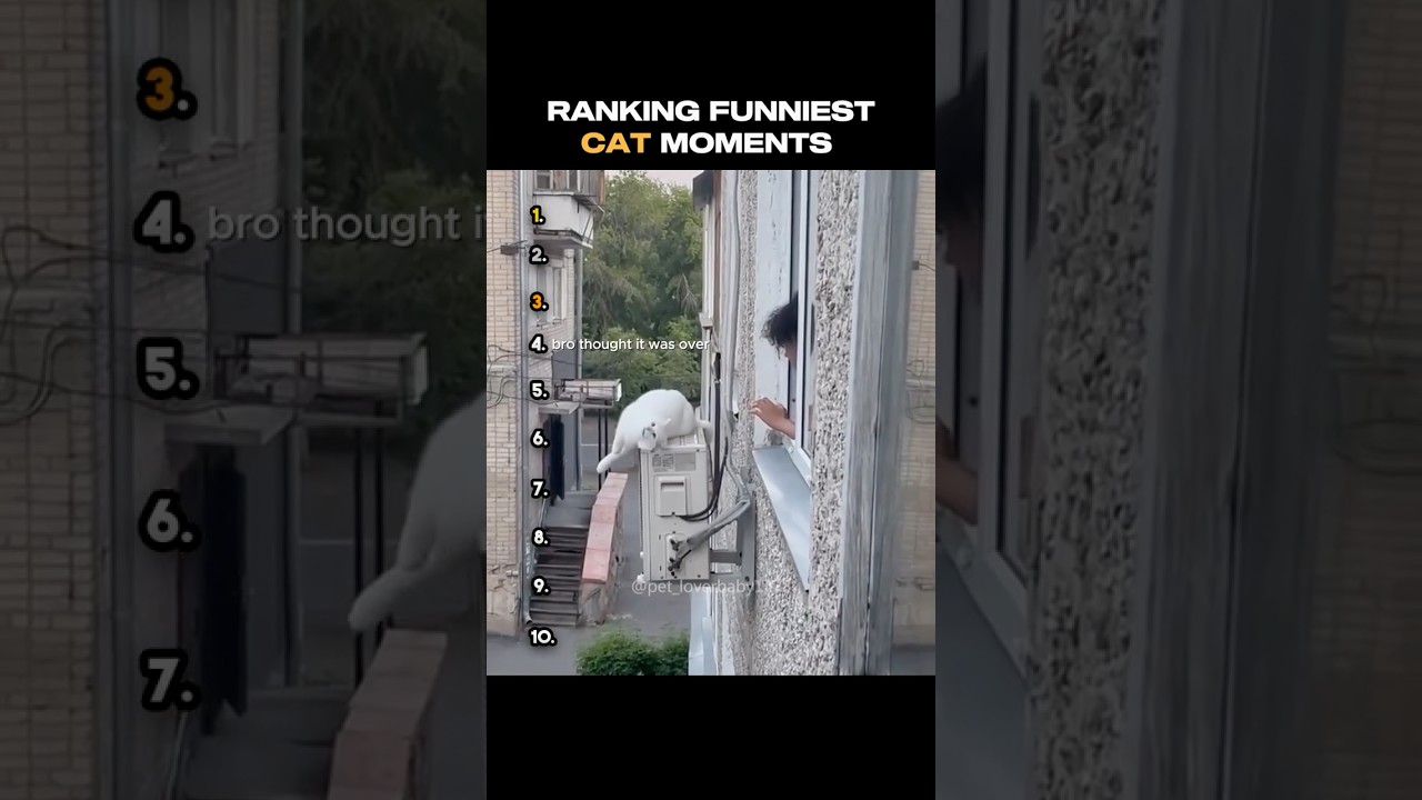 Ranking Funniest CAT Moments😭🐈‍⬛