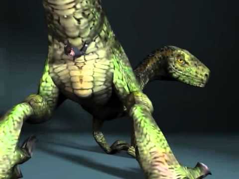 raptor tail