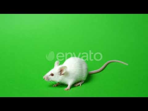 rat green screen