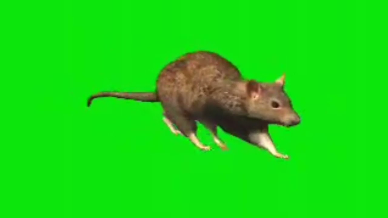Rat green screen video।No copyrite video।free green screen video