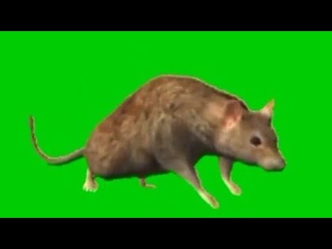 Rat Green Screen Videos 4K - [ CHUHA ] Chroma Key Effect Royalty Free