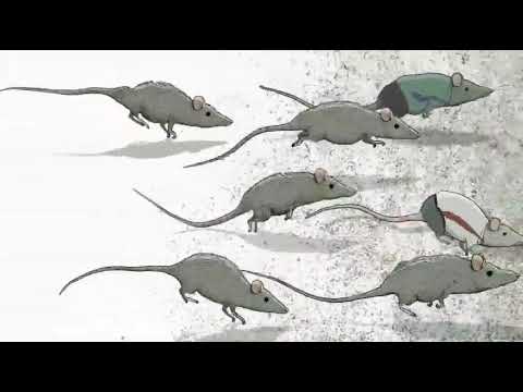 Rat Race - A short film story
