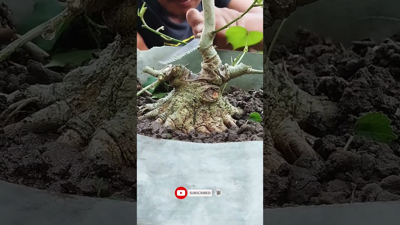 RATAKAN BONSAI WARU BOGEL #shorts