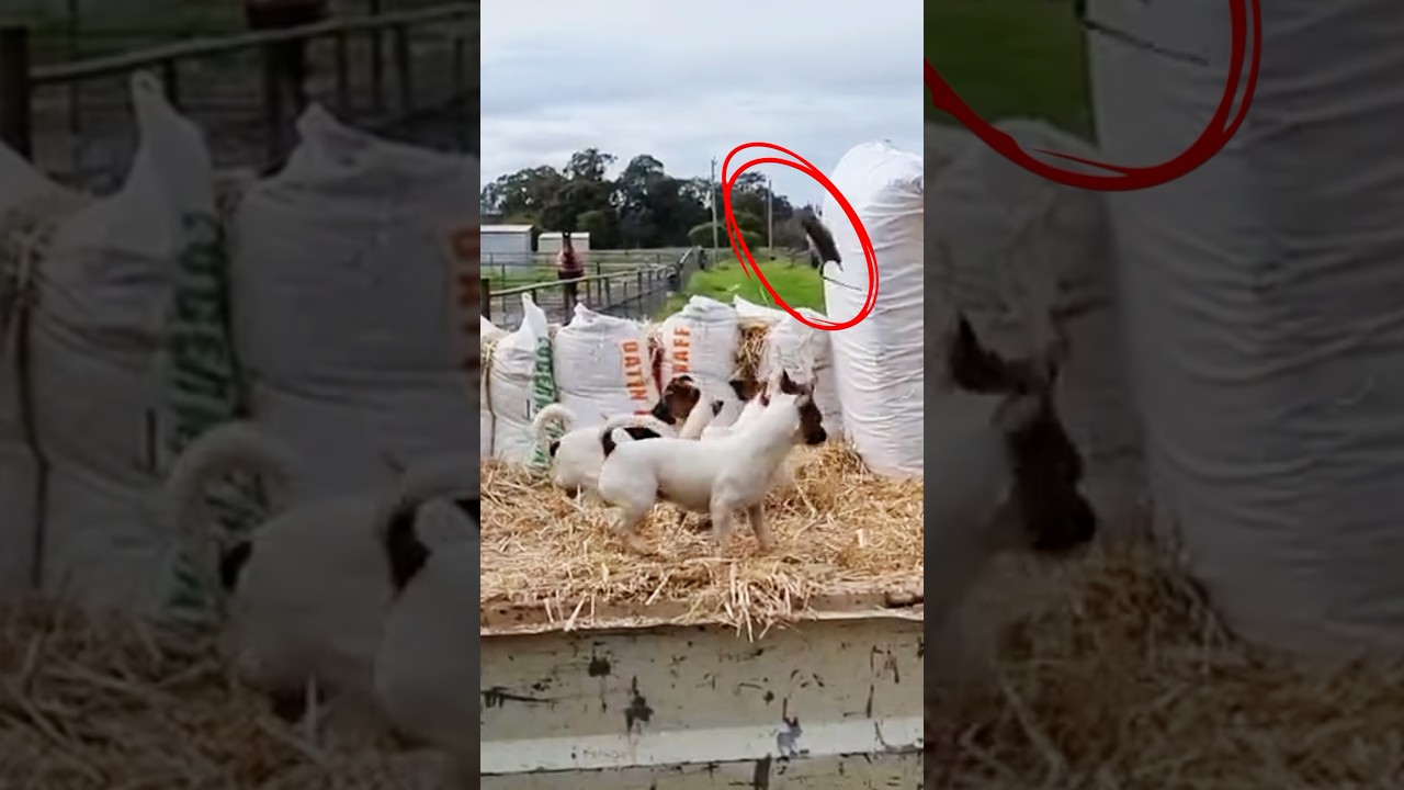 Rats Don’t Stand a Chance Against These Dogs