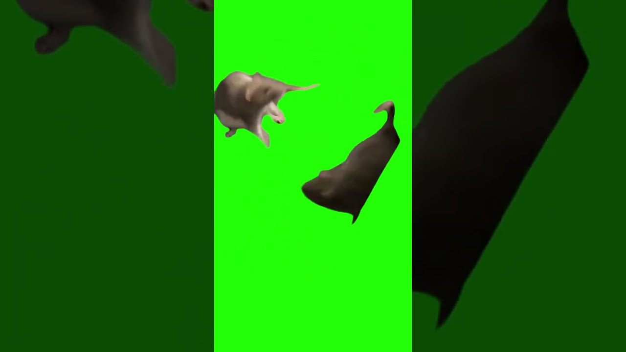 Rats Fighting Green Screen #greenscreen