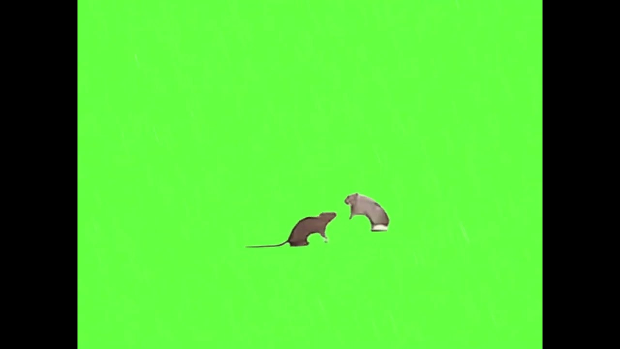 Rats green screen