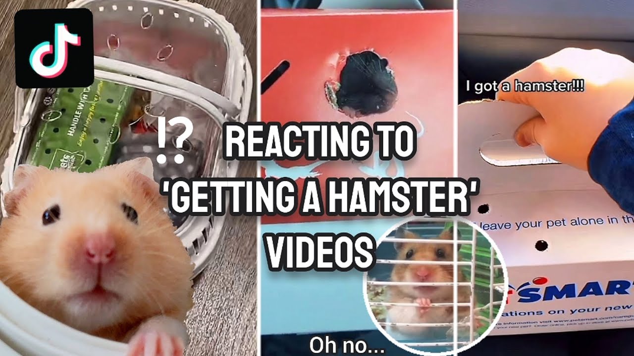 Reacting to TIKTOK 'Getting a Hamster' Videos 😳🐹⚠️