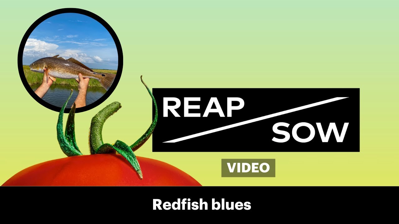 REAP/SOW Video | Redfish blues