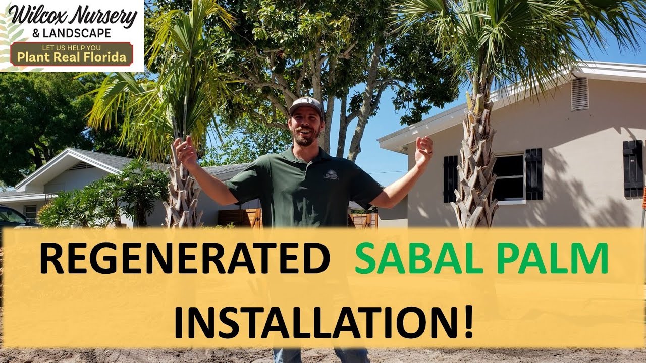 Regenerated Sabal Palm- Landscape Installation