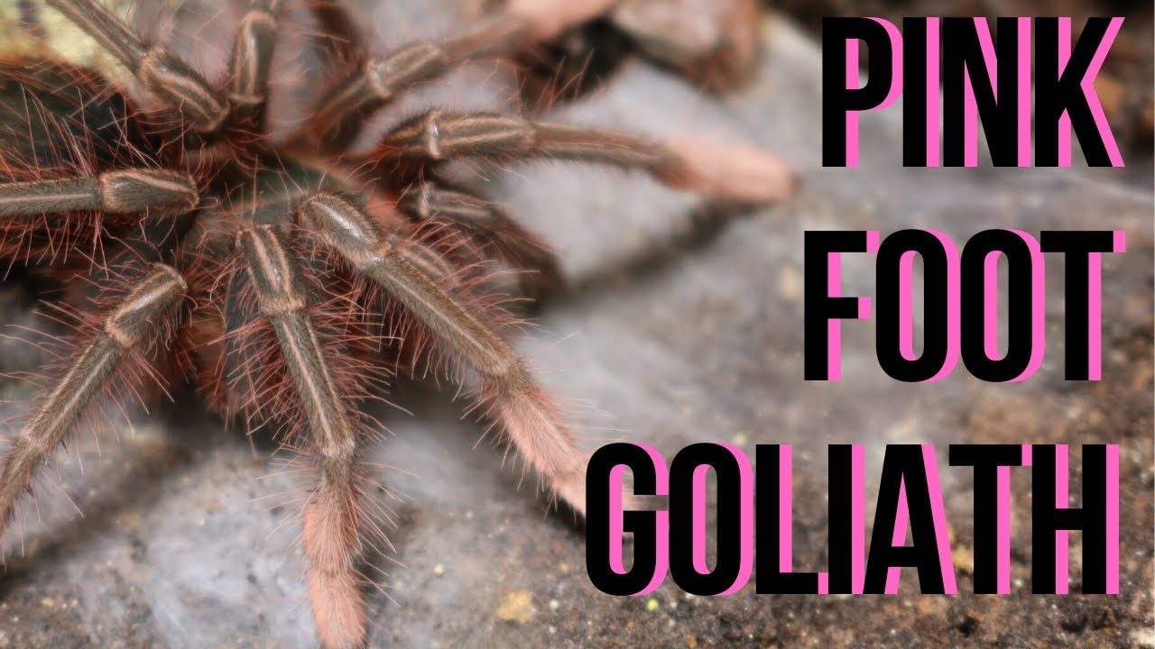 rehousing a MONSTER Theraphosa (Pink Foot Goliath)