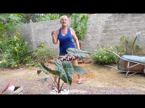 replantando minha alocácia  negra #plantas  #beleza rara  #cantinho