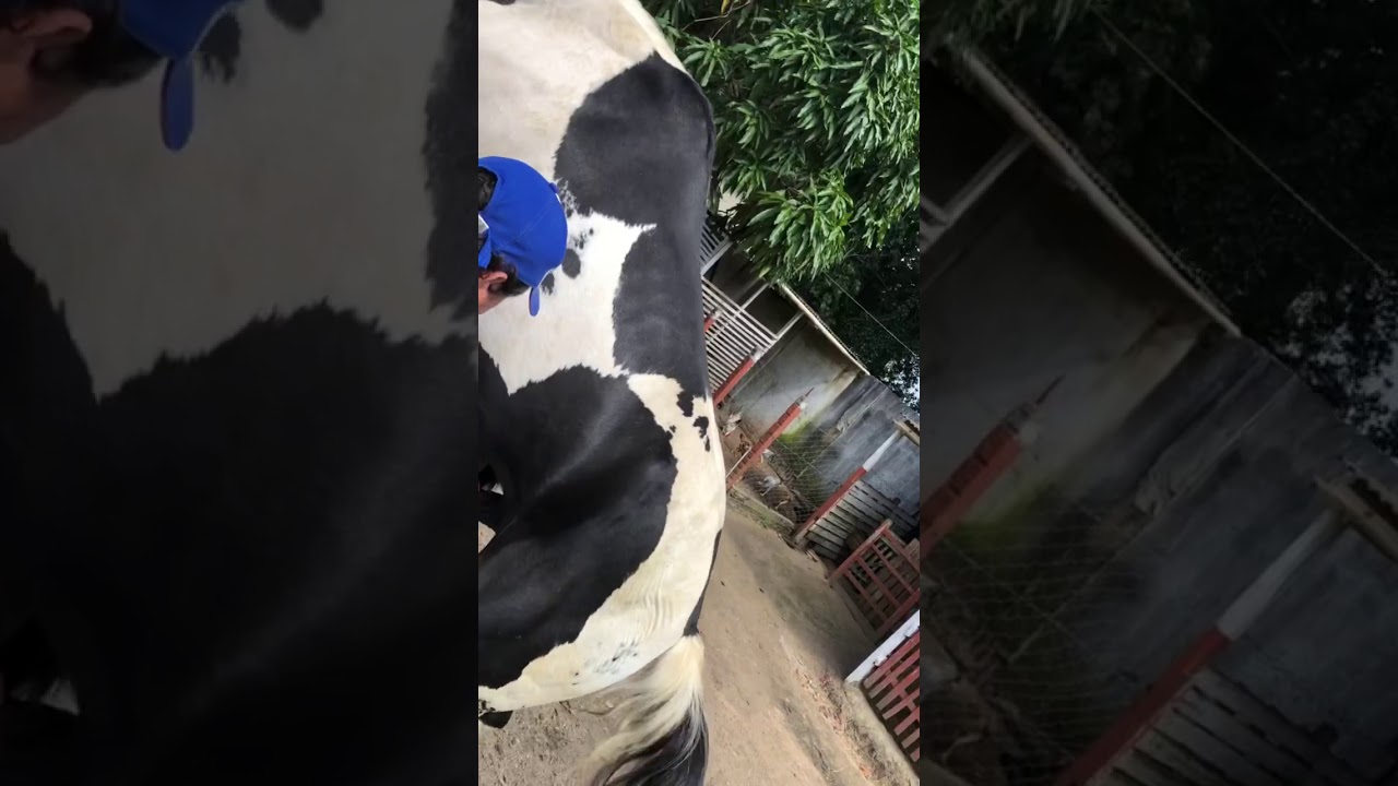 Reprodução equina