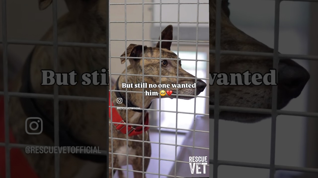 Rescue dog who spent 6 Christmases in rescue has news... ❤️ #rescuedog #animalrescue #dog