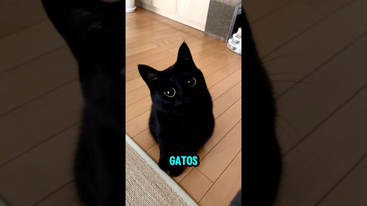 Restaurante de GATOS no JAPÃO #shorts #japão
