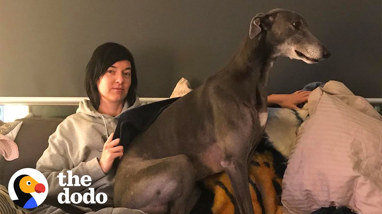 Retired Racing Greyhound Becomes The Biggest Goofball  | The Dodo