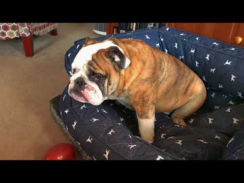 Reuben the Bulldog: Hangry Dog