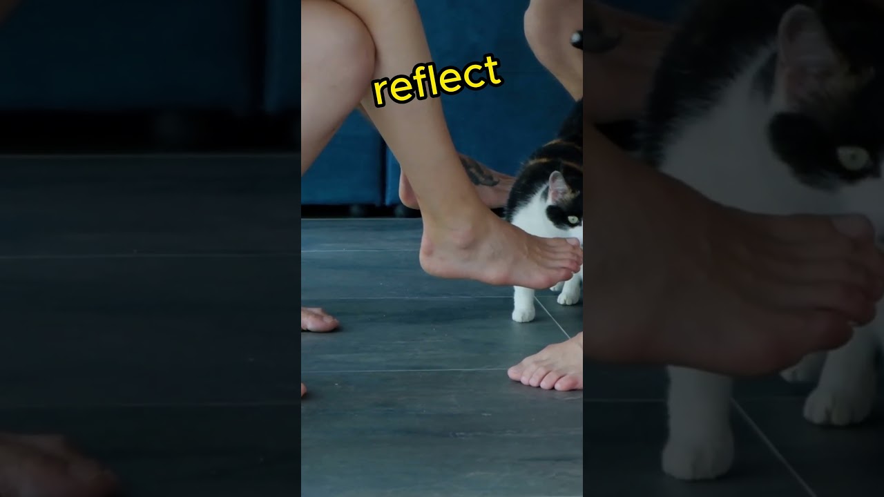 Reunion Rituals: Cats and Homecoming #short