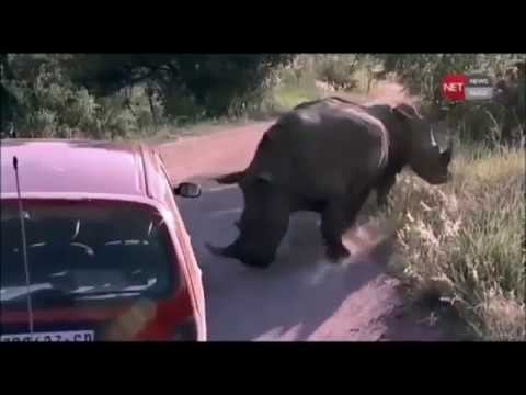 Rhino Attack, Rhinoceros attacking cars