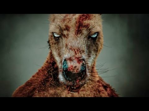Rippy 2024 Movie Explained in Hindi