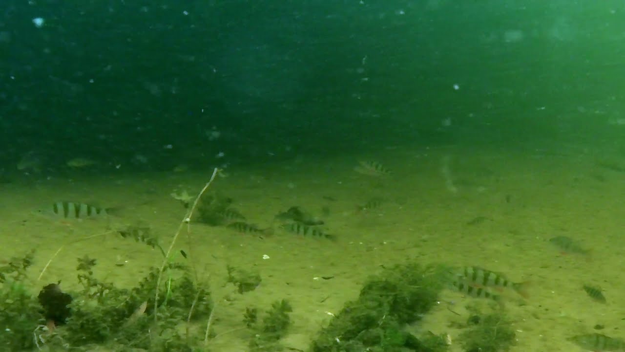 River perch. Underwater videos in Full HD 1080p 60fps. Underwater futazh. Relax video.