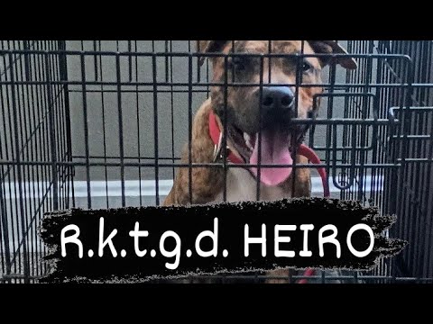 r.k.t.g.d. HEIRO