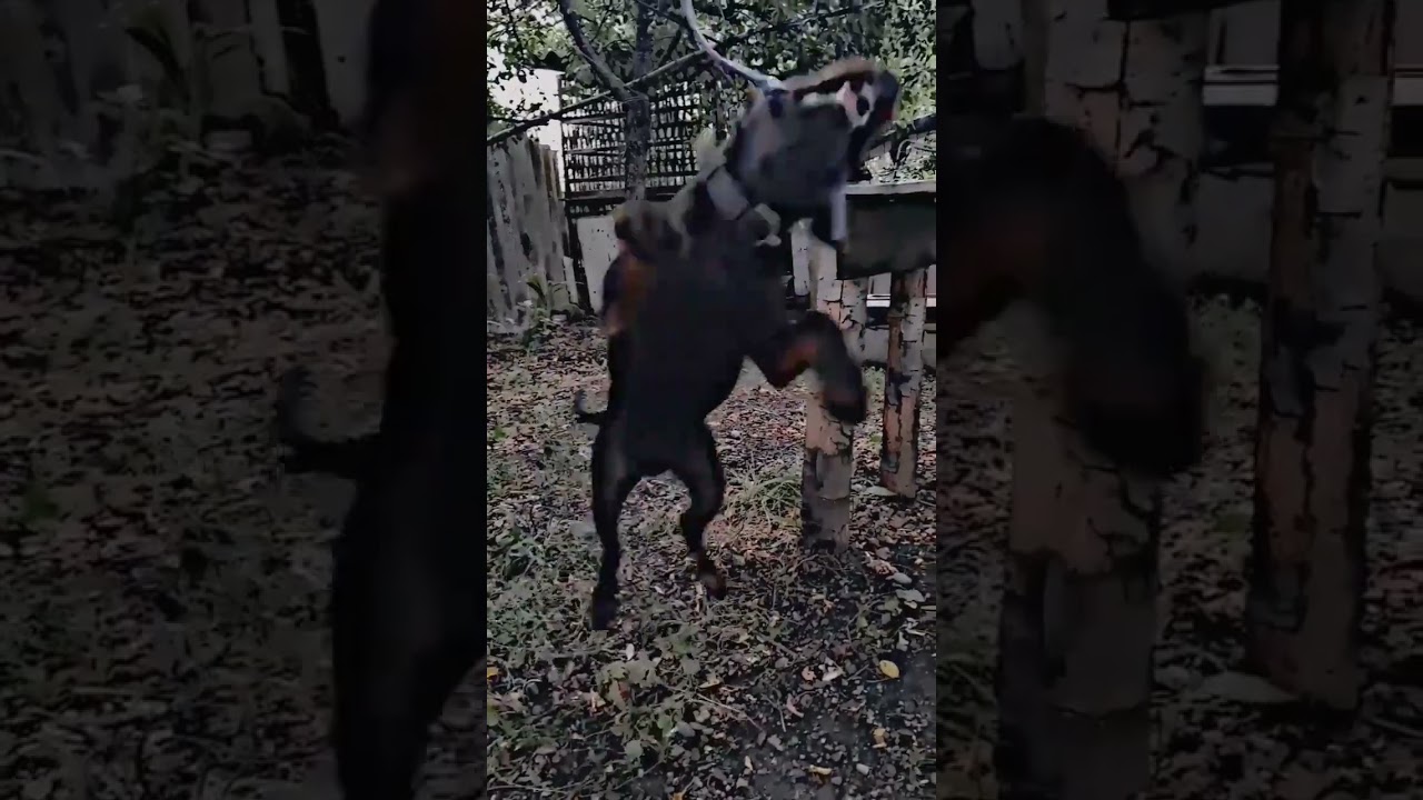Roky Jagdterrier