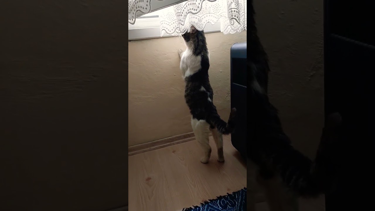 rontgenci pisicik🐱