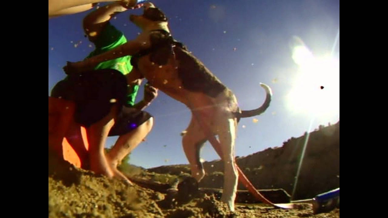 Rory pitbull attack