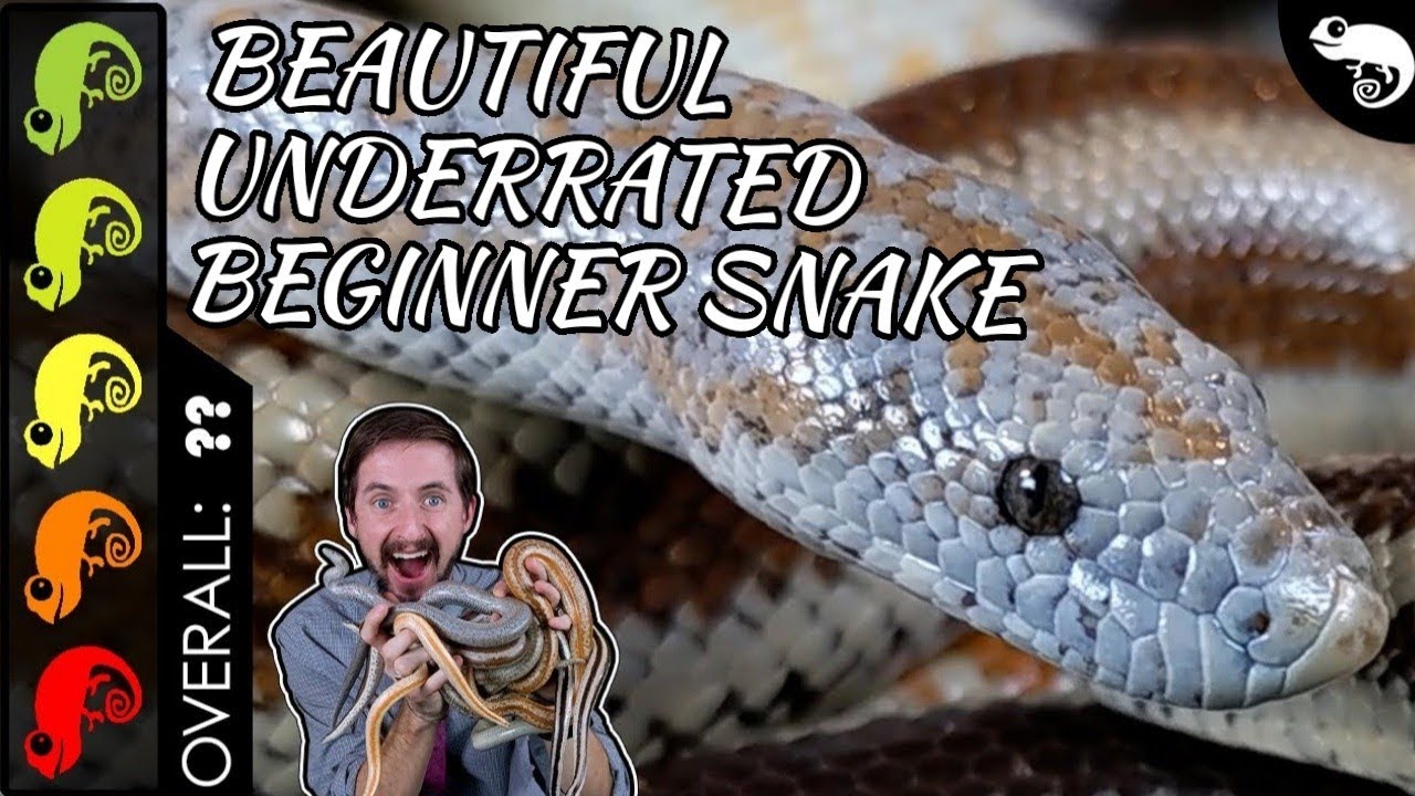 Rosy Boa, The Best Pet Snake?