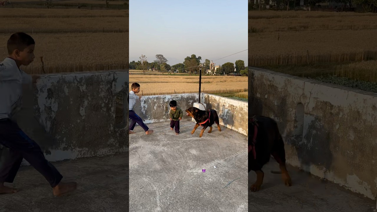 Rottweiler Daisy protecting Baby🚨✅suddenly attack ❌⚠️#rottweiler #shorts #baby #funny #attack