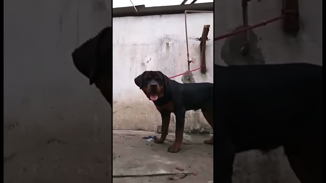 Rottweiler e Pitbull (6 meses)