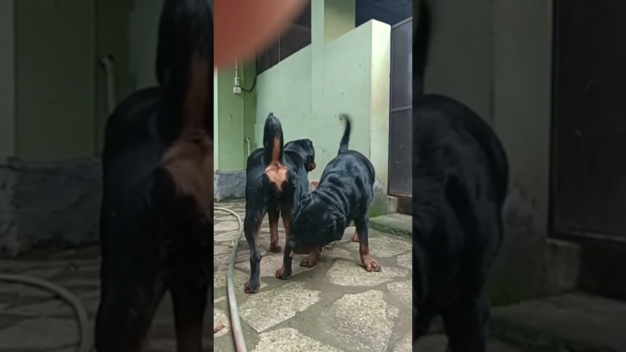 rottweiler matting