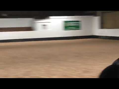 Rynys Black Jack jumping at Richmond