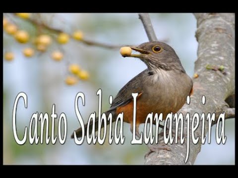 Sabiá-laranjeira CANTANDO