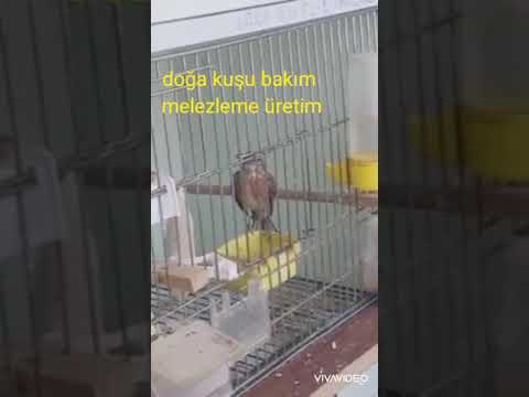 saka öten fanyata👍👍
