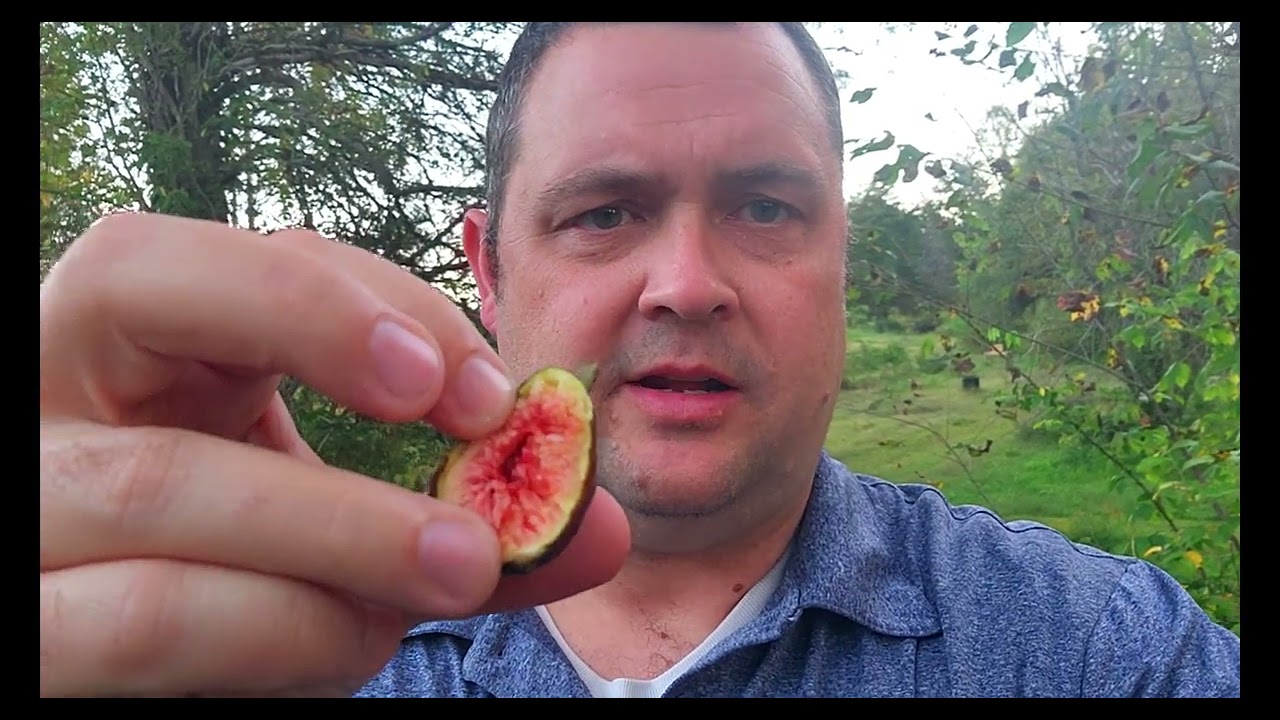 SAL's Black Fig (sal's Corleone) - First Taste