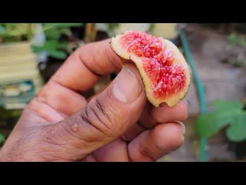 Sal's Fig tasting.