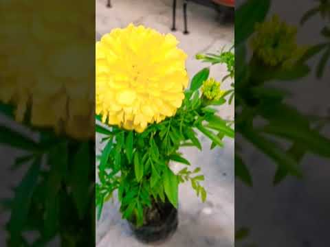 sardiyon ki khubsurat phoolon ko Apne Ghar lekar aaye #ytshorts #gardeningwithneelam #shortsvideo