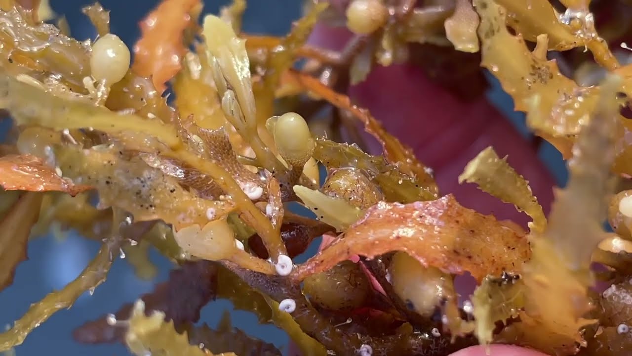 Sargassum Seaweed