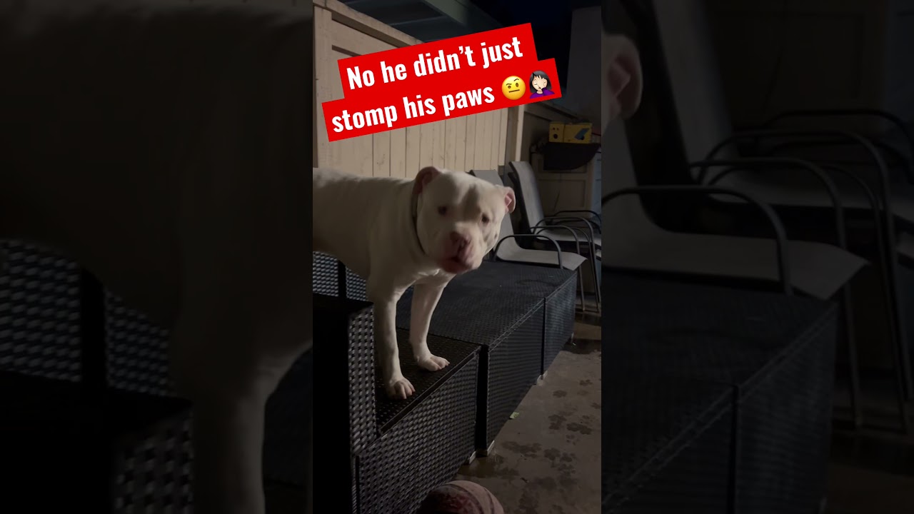 #sassy #puppy stomps his paws at me 🤨🤦🏻‍♀️