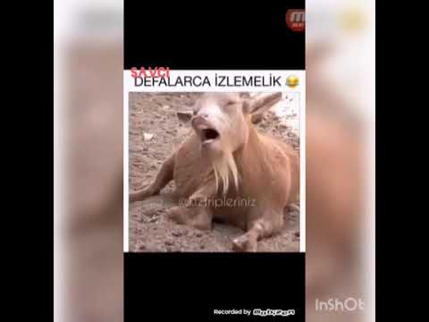 Savci diye bagiran keci