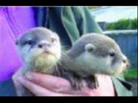 Save the Otters