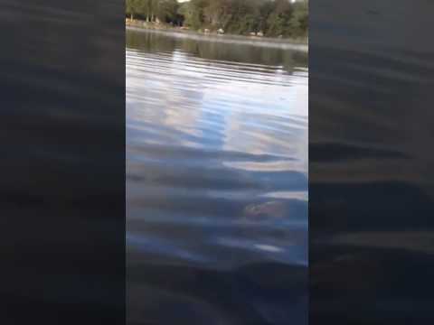 Sawdy Pond Pickerel