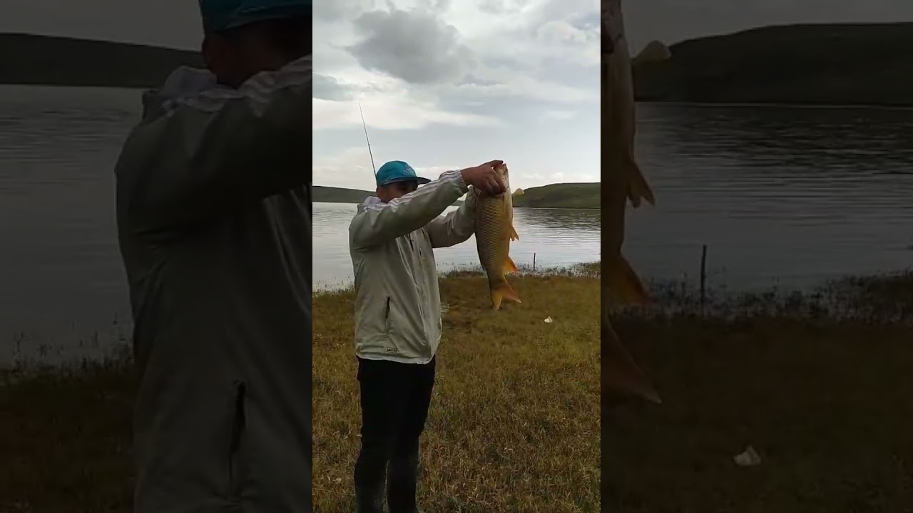 Sazan Avı Koç Köprü Barajı Erciş/Van 1 Mayıs 2015 👏👏👏🧿🎣🐬🐬🐬🐬🎣  👏 #balıkavı #fishing #carpfishing