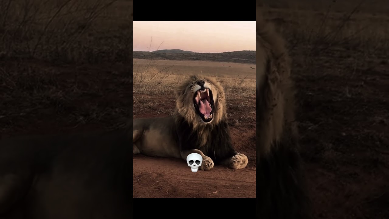 Scary Animal Yawns 💀