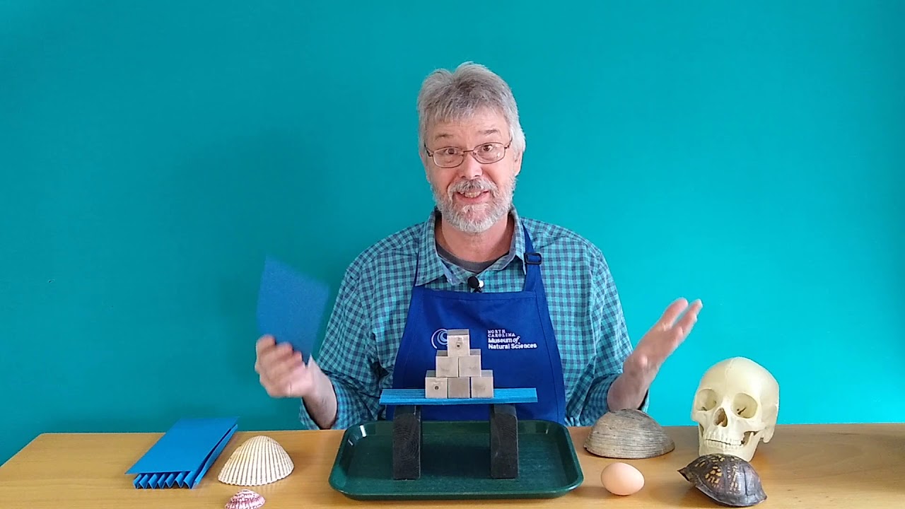 Science at Home: Shapes in Nature